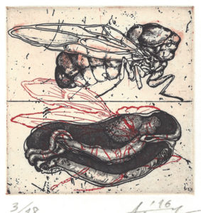Asuna Yamauchi : «Thinking about insects – I: Drosophila»